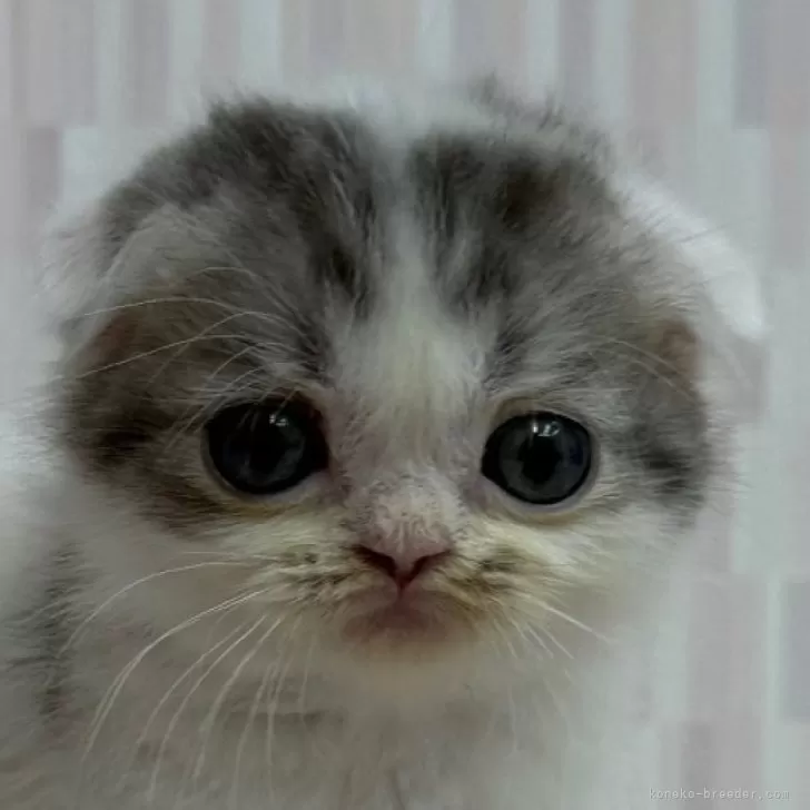 S.I 様のお迎えした子猫