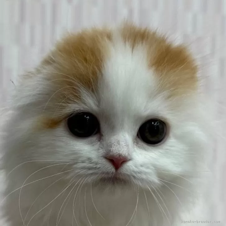 ID:2502-01376の子猫