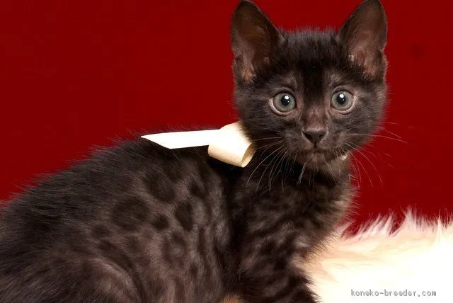 ID:1904-01313の子猫