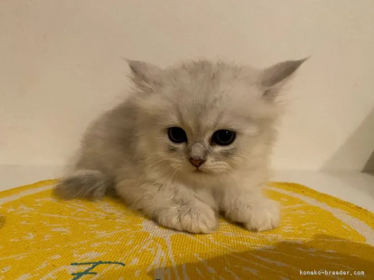 ID:2107-02402の子猫
