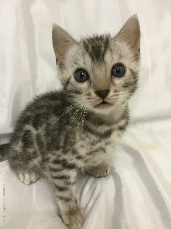 ID:1910-00963の子猫