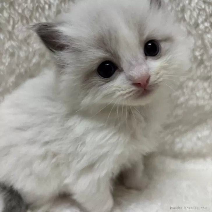 ID:2412-01052の子猫