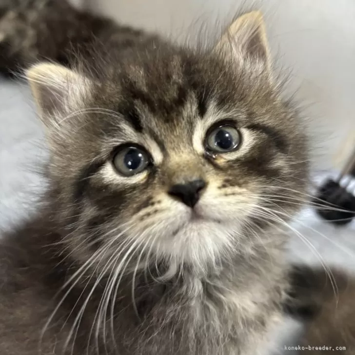 キキちゃん 様のお迎えした子猫