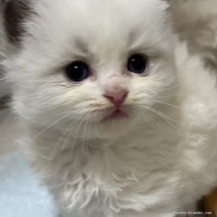 ID:2405-00648の子猫