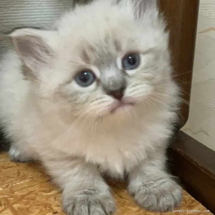 ID:2304-01462の子猫