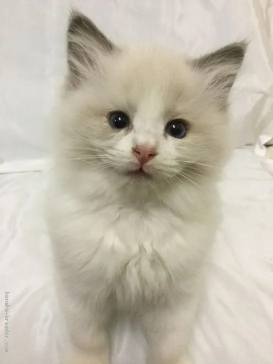 ID:1911-00416の子猫