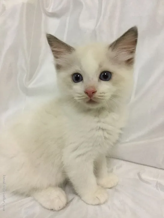 ID:1909-00592の子猫