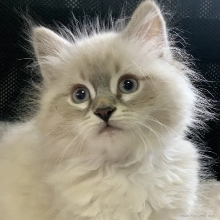 ID:2302-01903の子猫