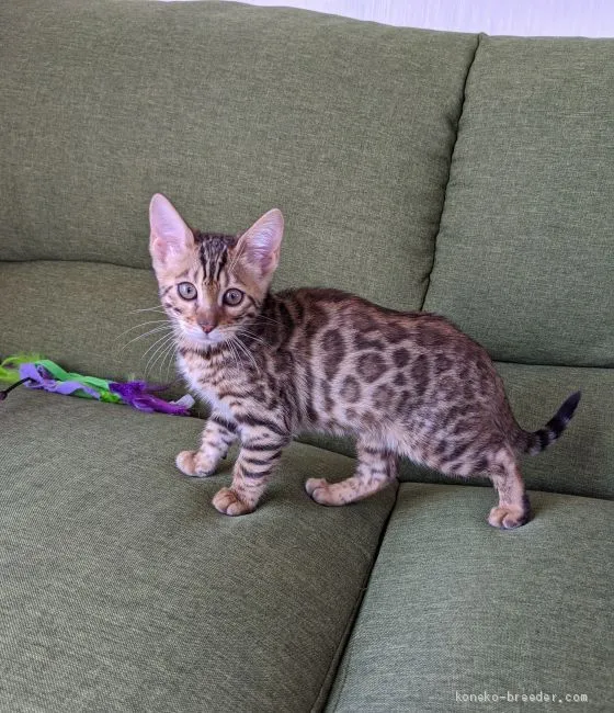 ID:2004-01826の子猫