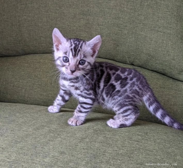 ID:2003-00483の子猫