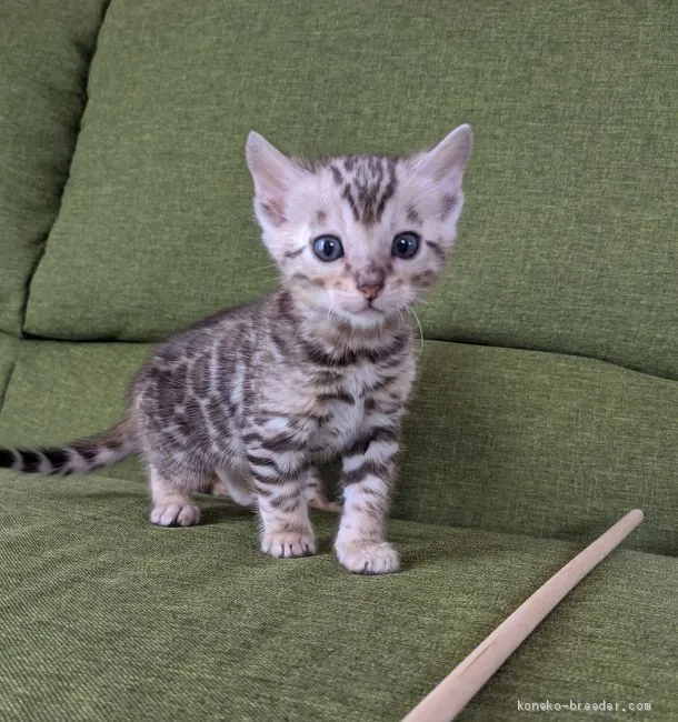 ID:2002-01383の子猫