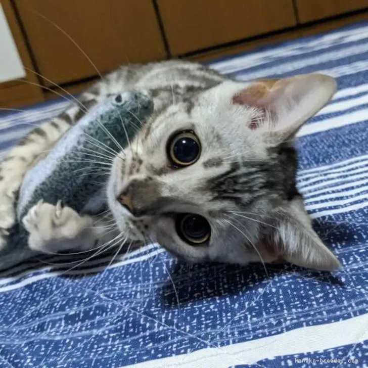 ID:2205-01692の子猫