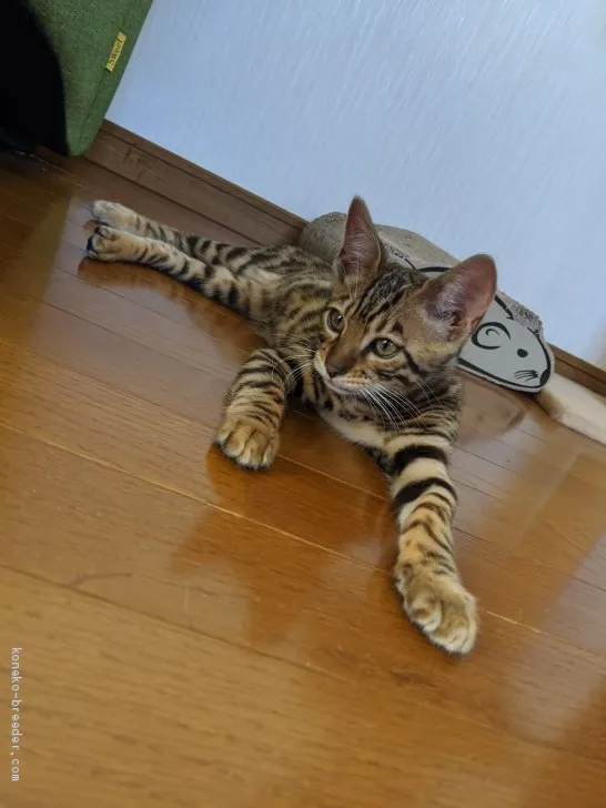 ID:2004-02131の子猫