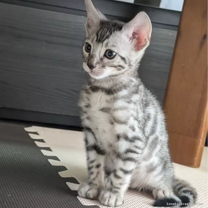 ID:2411-02710の子猫