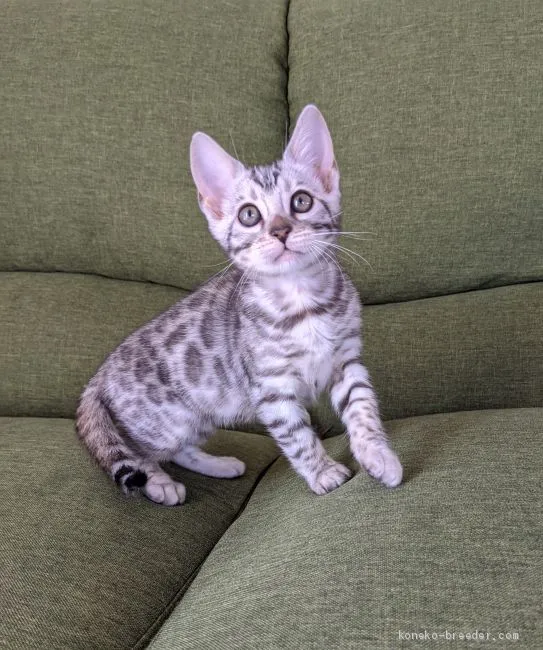 ID:2004-00287の子猫
