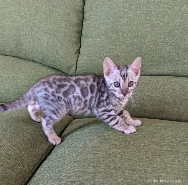 ID:2004-00129の子猫