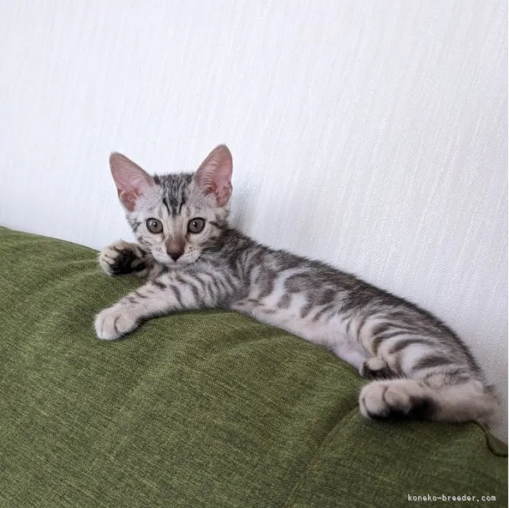 ID:2306-01990の子猫