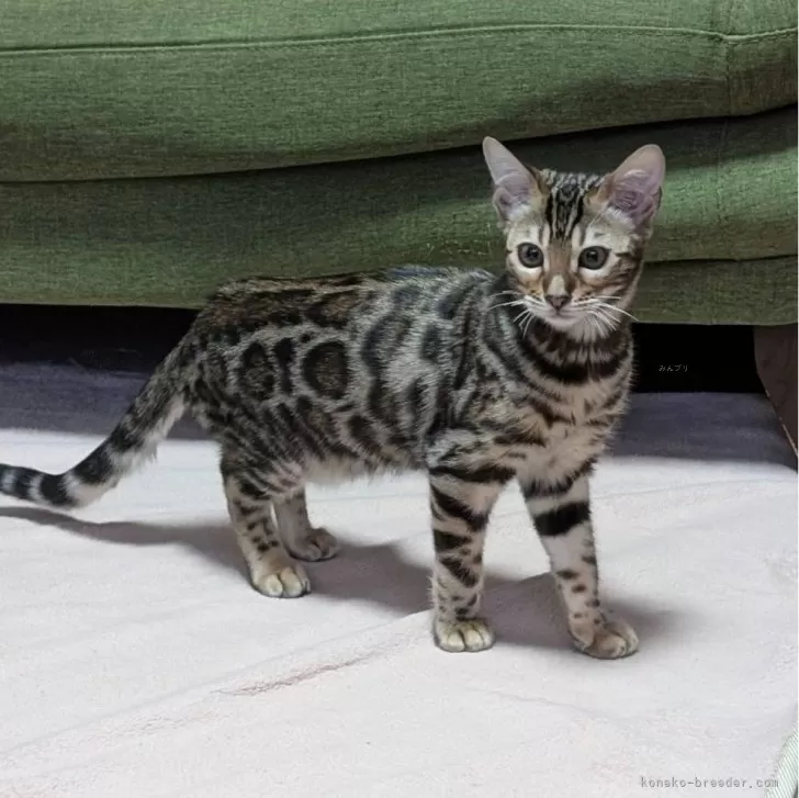 ID:2411-02708の子猫