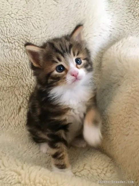 ID:1810-01497の子猫