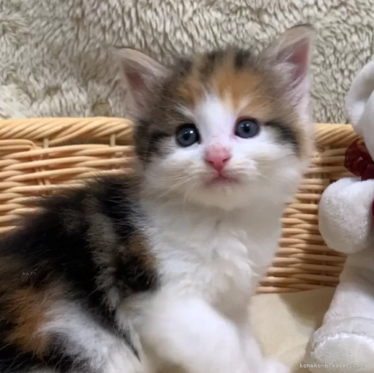 ID:2406-02466の子猫