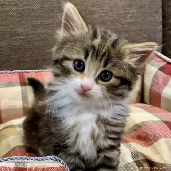 ID:2404-02942の子猫