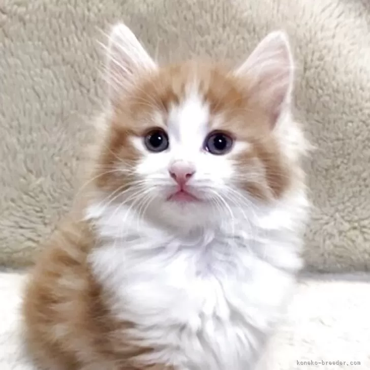 ID:2503-03037の子猫