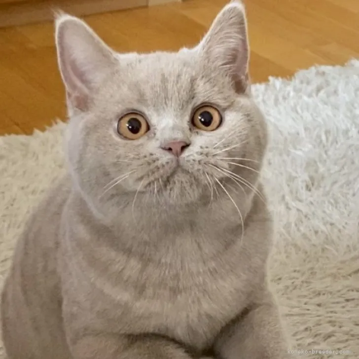 ID:2303-02120の子猫