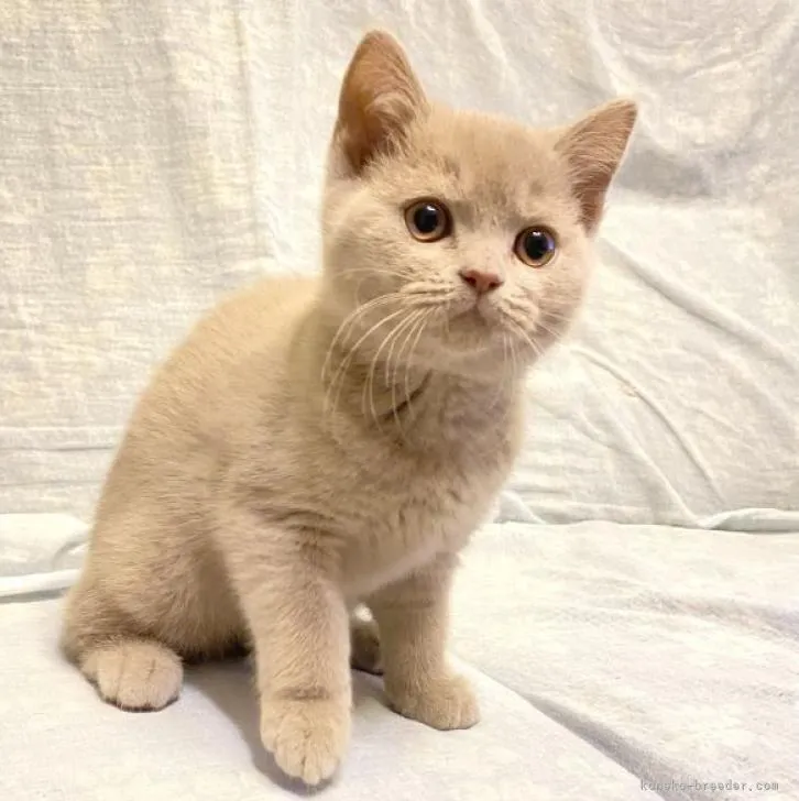 ID:2301-01135の子猫