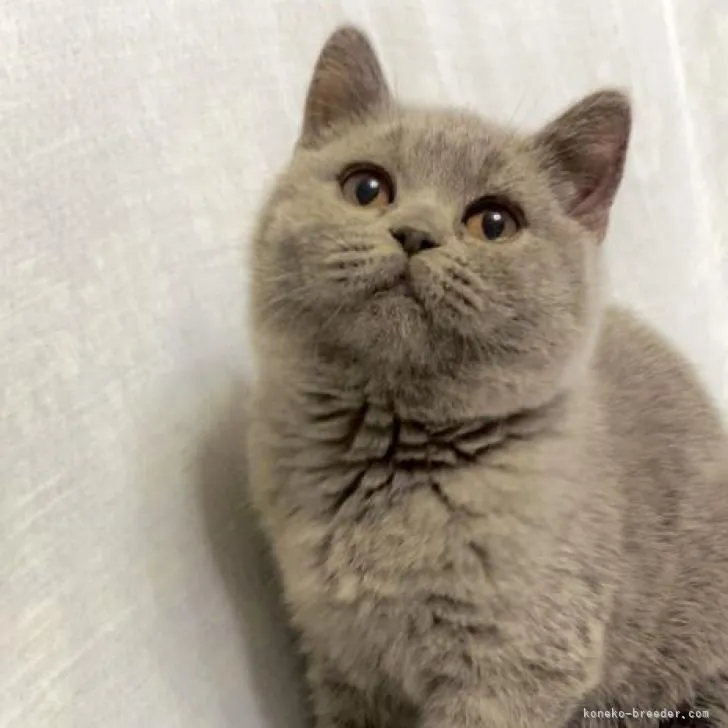 ID:2301-00812の子猫