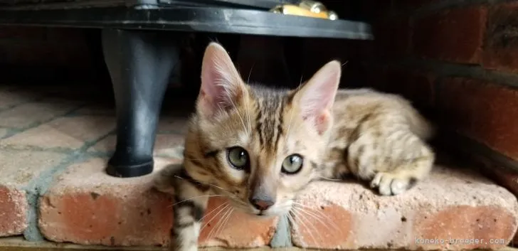 ID:2110-00417の子猫