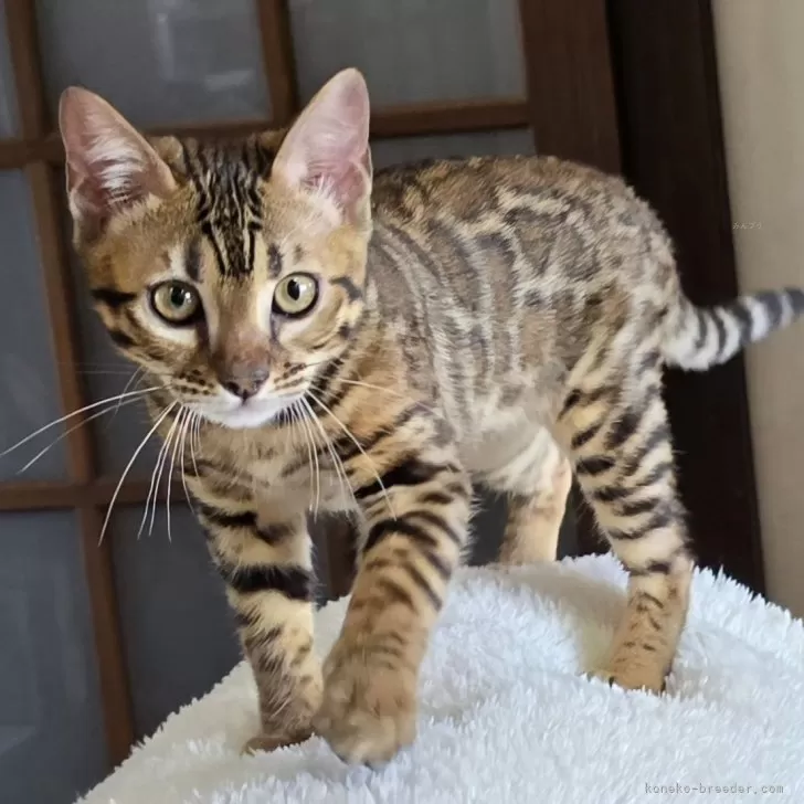 ID:2410-02843の子猫