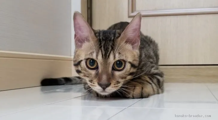ID:2010-00663の子猫