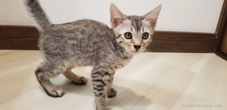 ID:2108-00786の子猫