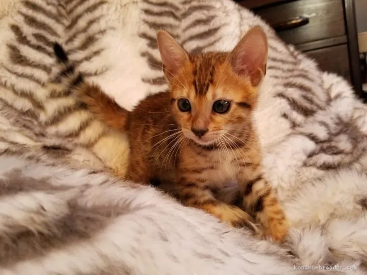 ID:1804-01273の子猫