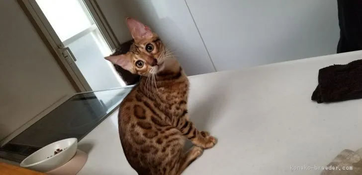 ID:1804-01092の子猫