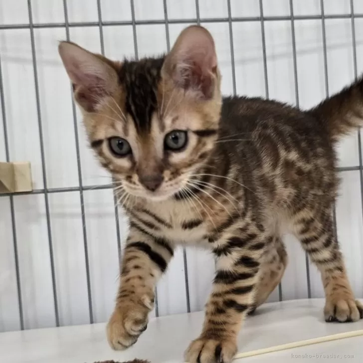 ID:2504-01351の子猫