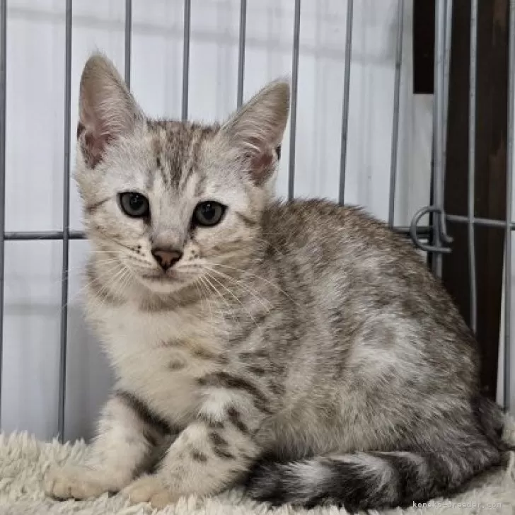 そめゆみ 様のお迎えした子猫