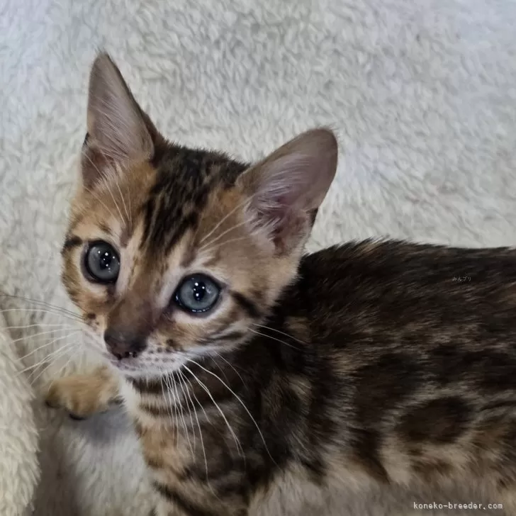 ID:2504-01350の子猫