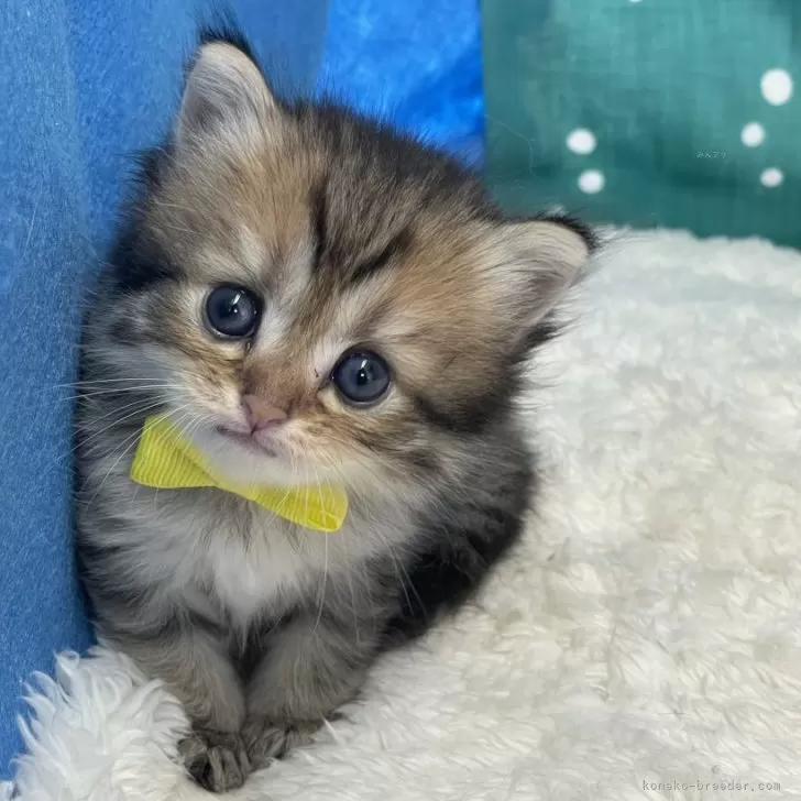 ミキ 様のお迎えした子猫