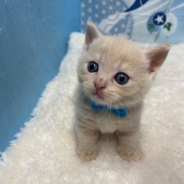 マンチカン(短足)【鳥取県・男の子・2023年7月17日・クリーム（ショート）】の写真「こぼれ落ちそうな大きなお目々❤️」