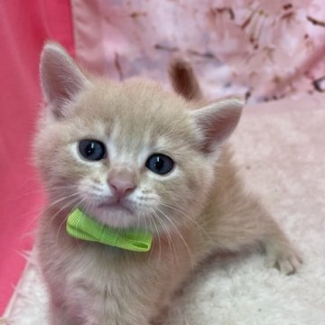 マンチカン(長足)【鳥取県・男の子・2023年3月22日・クリーム（ショート）】の写真「こぼれ落ちそうな大きなお目々❤️」