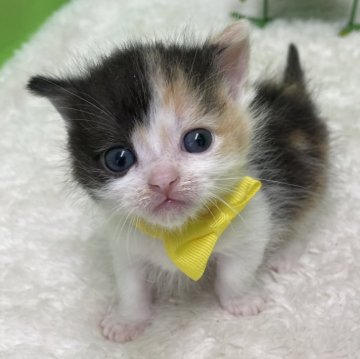 マンチカン(短足)【鳥取県・女の子・2024年5月19日・キャリコ（ショート）】の写真「こぼれ落ちそうな大きなお目め」