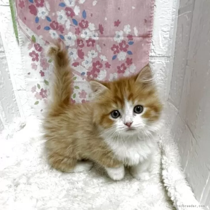 ID:2504-02096の子猫