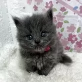 ブリティッシュロングヘア