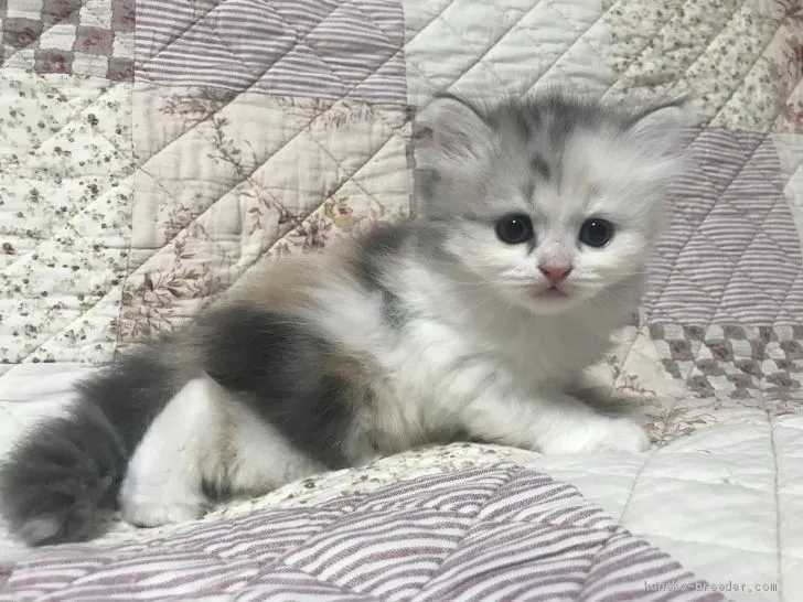 ID:2008-00706の子猫