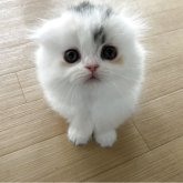 スコティッシュフォールド(折れ耳)