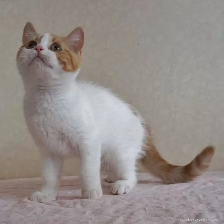 ID:2406-00127の子猫