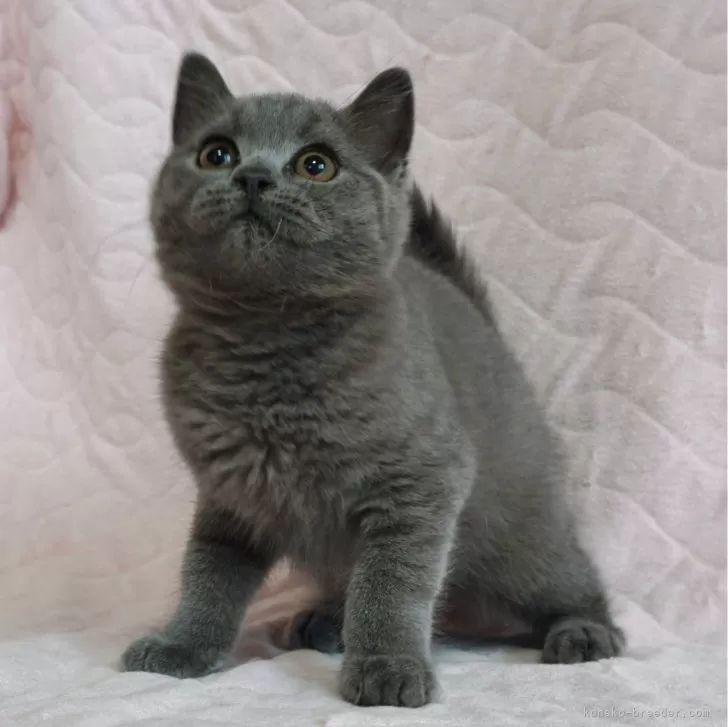 ID:2408-01287の子猫