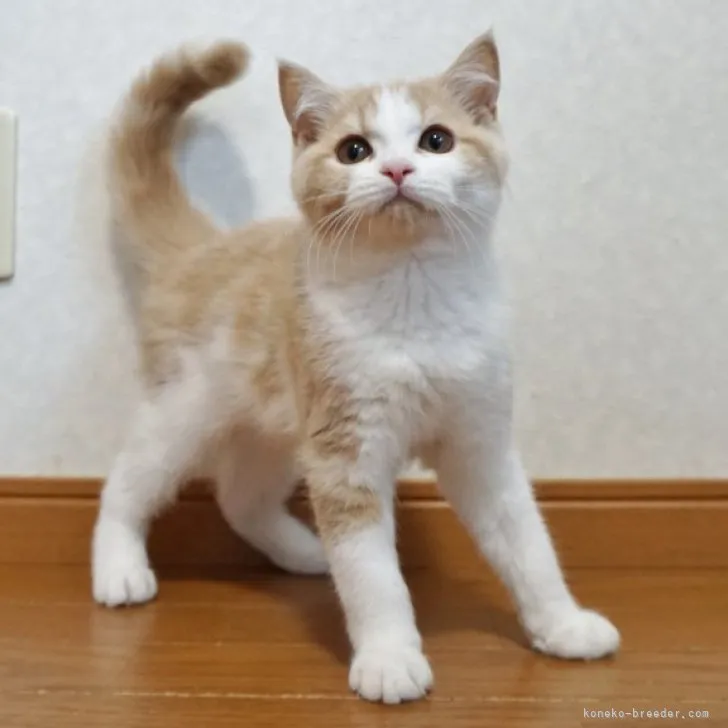 ID:2307-01036の子猫
