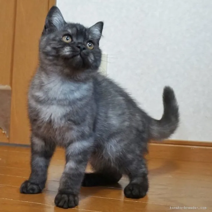 ID:2307-01035の子猫